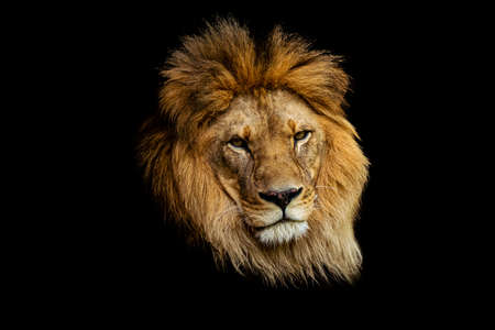 A closeup shot of lion's face isolated on dark background