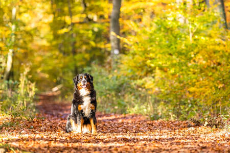 A closeup of a sweet Bernese mountain dog in an autumnal forestの写真素材