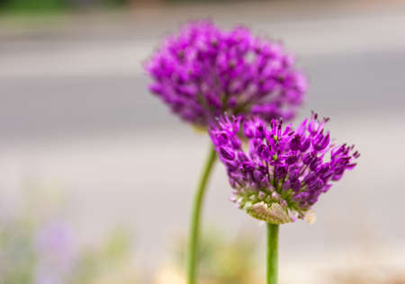 A selective focus shot of blooming red clovers on a white background