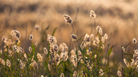 A selective focus shot of sweet grass growing in a field