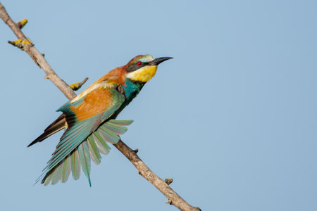 A colorful bee-eater on the branch of the treeの写真素材