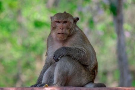 A funny monkey leader in a forest with a blurred background