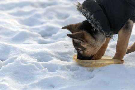 A cute shepherd dog drinking water in the winterの写真素材