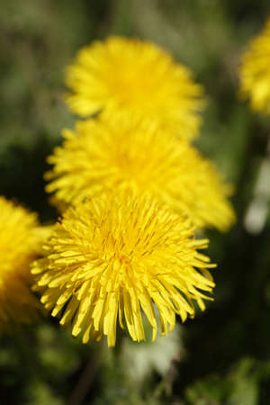 A vertical selective focus shot of yellow dandelions