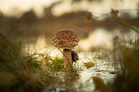 A selective focus shot of agaricaceae mushroomの写真素材