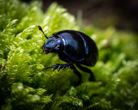 A closeup shot of a dark blue beetle on green leaves