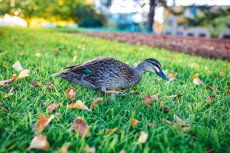 A beautiful shot of a cute mallard walking on a grassの写真素材