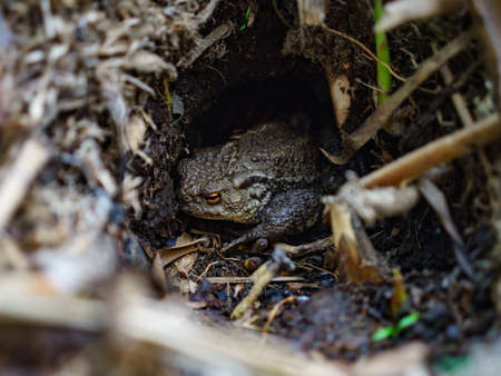 A selective focus shot of a frog in a forestの写真素材
