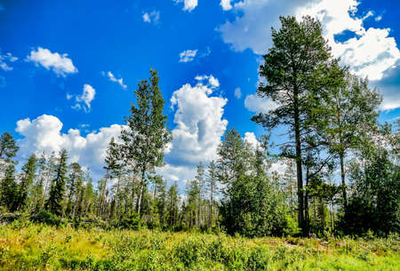 A low angle shot of the beautiful tall trees under the mesmerizing clouds in the blue sky in Sweden