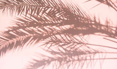 The shadow of the palm trees on the wall captured in Dubai, UAEの写真素材