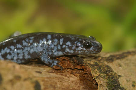 An adult blue-spotted salamander Ambystoma laterale on a wooden log in a natural environmentの写真素材