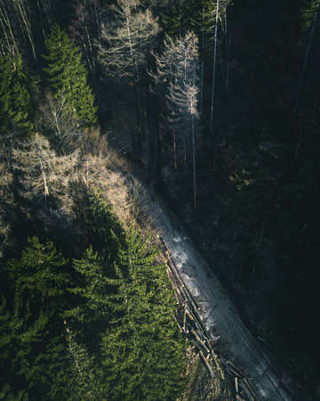 A high angle vertical shot of a path through the forestの写真素材
