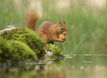A selective focus shot of a cute brown fox squirrelの写真素材