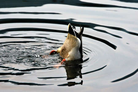 A closeup shot of a duck with his head in the water