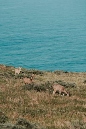 A vertical shot of deer grazing on the grass on the body of the blue seaの写真素材