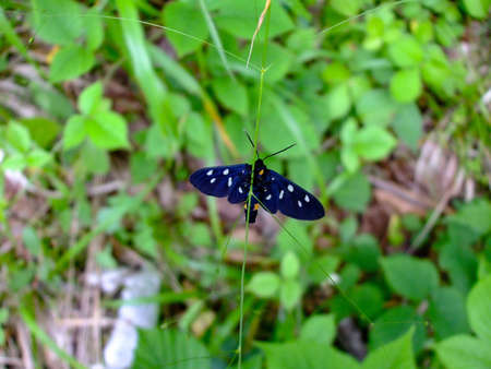 A black butterfly over green grass and plants