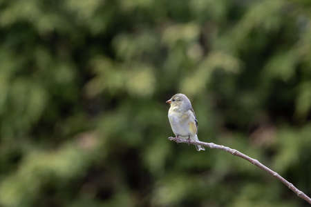 A selective focus shot of a sparrow perched o a branch