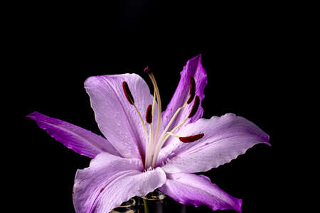 A closeup shot of purple lily flower on dark backgroundの写真素材
