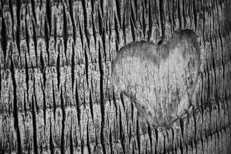 A grayscale shot of a heart shape carved on a barkの写真素材