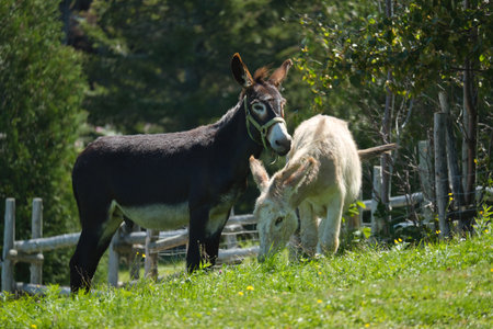 A closeup of grazing donkeys in a farm field covered in greenery under the sunlight