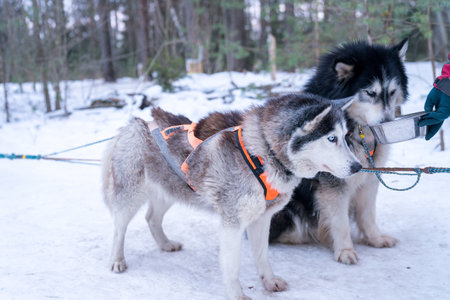 A closeup shot of cute huskies in a snowy forestの写真素材