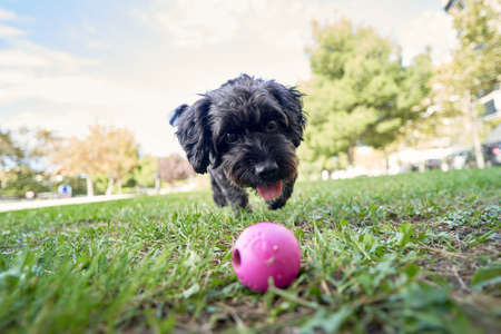 A selective focus shot of a cute black puppy playing with a ball in a parkの写真素材