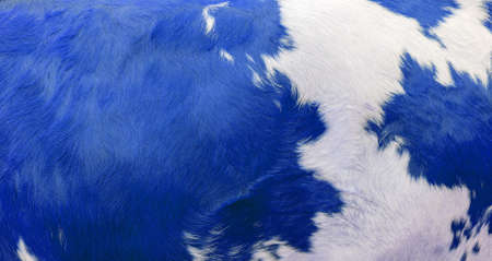 A white and blue spots of a cow skin texture