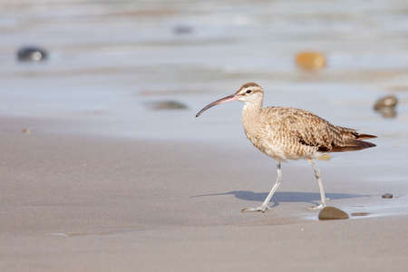 A closeup of a young curlew bird with its long, slender beak, walking on the shoreの写真素材