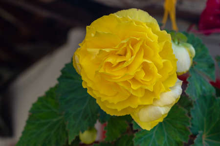 A selective focus closeup of the yellow Begonia flower in bloomの写真素材