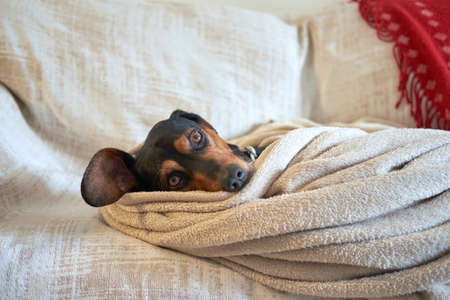 A greek hound dog tucked comfortably under the towelの写真素材