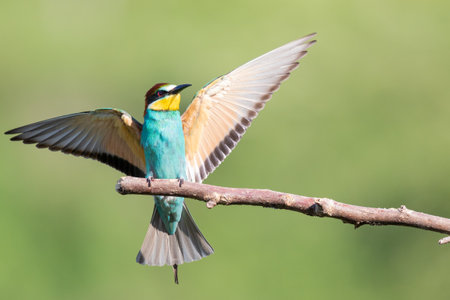 A bee-eater with multicolored feathers and open wings sitting on the branch of the tree