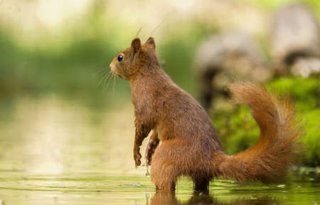 A selective focus shot of a cute squirrel in the waterの写真素材