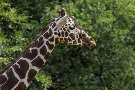 A shallow focus closeup shot of a giraffe near green trees