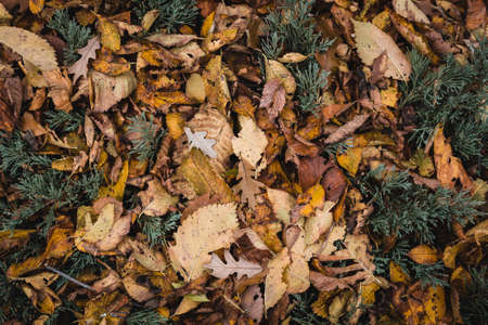 A top view shot of brown leaves on the groundの写真素材