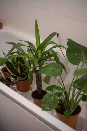A vertical shot of various house plant in a bathtubの写真素材