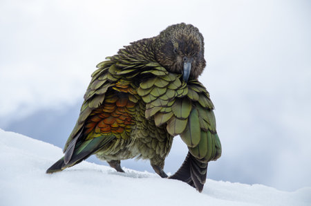 A shallow focus shot of a Nestor Kea in New Zealandの写真素材
