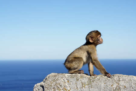 A gray monkey sitting on a stone wall by the sea in Gibraltar