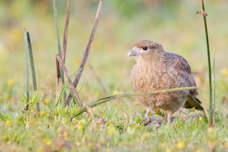 A selective focus shot of a hawk in the forestの写真素材