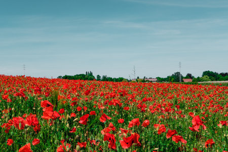 A beautiful field with red poppies in the countrysideの写真素材