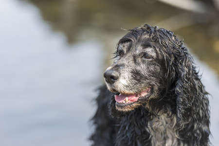 The cute black cocker spaniel dog outdoors on a sunny day