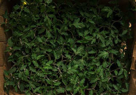 An overhead shot of common sage plants on small pots grouped in a boxの写真素材