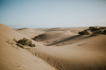 A beautiful view of desert dunes with green bushes - perfect for wallpaper