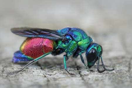 A closeup of a colorful Stilbum cyanurum wasp from Gard, Franceの写真素材
