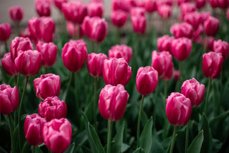 A selective focus shot of pink tulips blooming in a fieldの写真素材