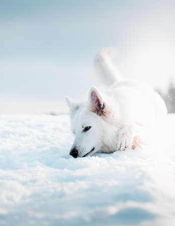 A closeup of a cute white Swiss shepherd lying on the snowの写真素材