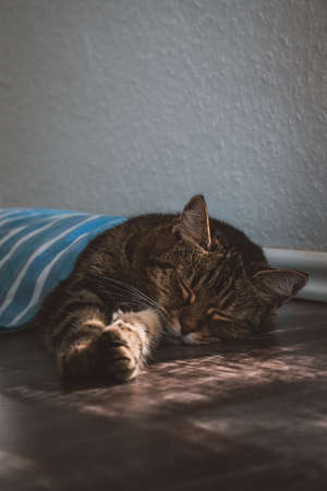 A closeup vertical shot of a striped sleeping catの写真素材