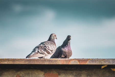A closeup shot of two stock doves standing on the roofの写真素材