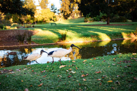 A beautiful shot of two black-headed ibises walking along a river