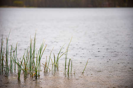 A selective focus shot of grass growing in a pond