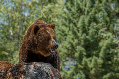 This large grizzly bear stands on a rock. He shows his teeth. Background soft and smooth.